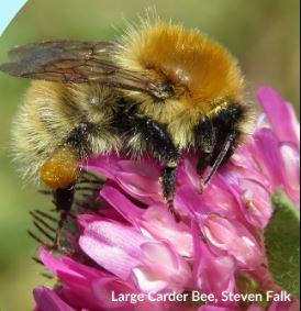Wild Bee Festival in Knocknacarra 17-18 August