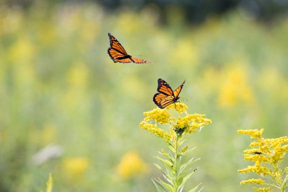 butterflies