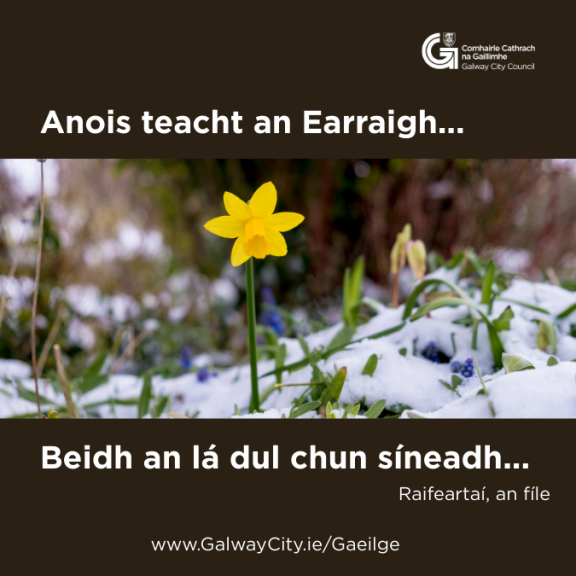 Daffodil in snow with lines of poem by Raifeartaí