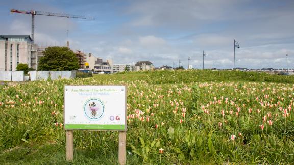 Flowers at the promenade