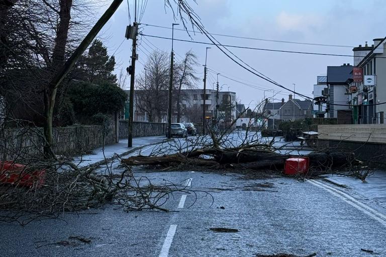 Fallen Tree in front of UHG