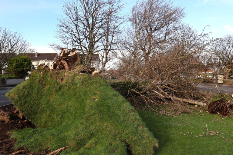 roots of tree down