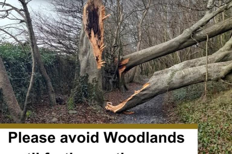 Trees fallen over in Woodlands