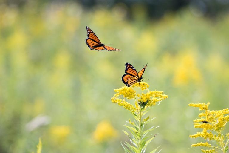 butterflies