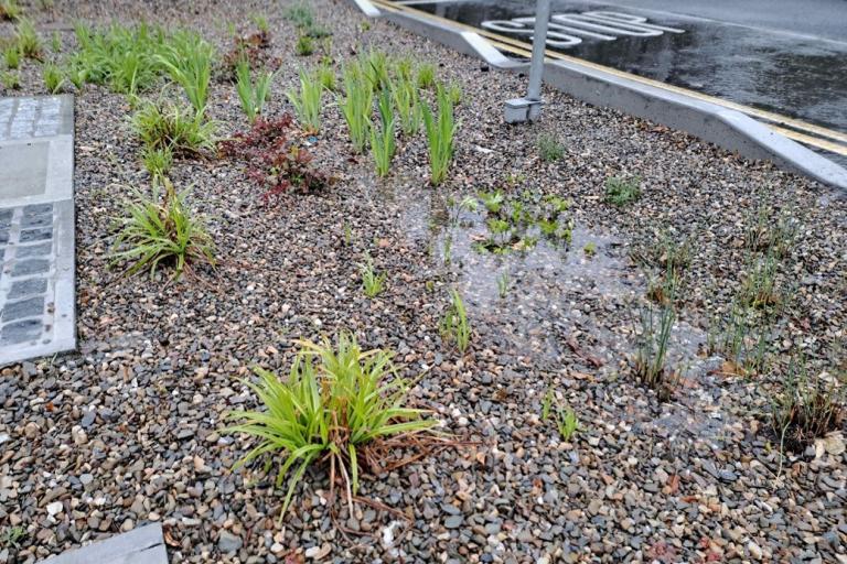 Rainwater Garden During Yellow Weather Warning