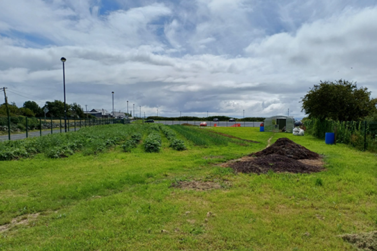 BallyLoughaneCommunityGarden