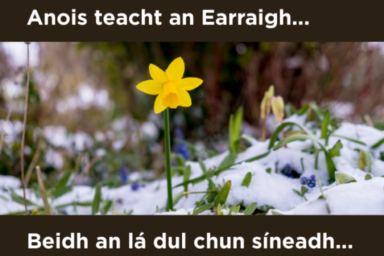 Daffodil in snow with lines of poem by Raifeartaí