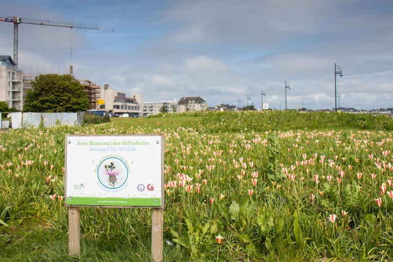Flowers at the promenade
