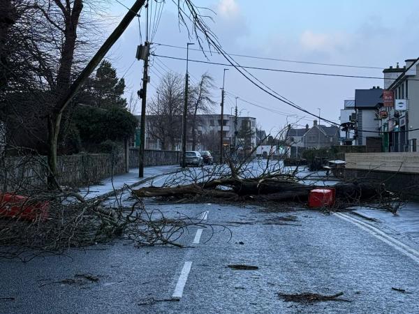 Fallen Tree in front of UHG