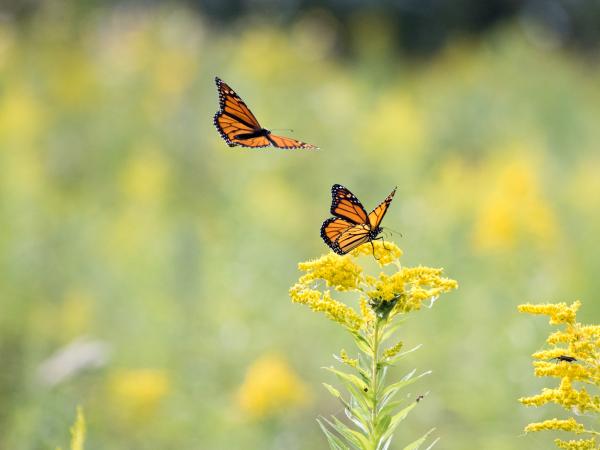 butterflies
