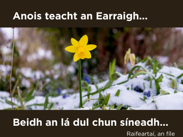 Daffodil in snow with lines of poem by Raifeartaí