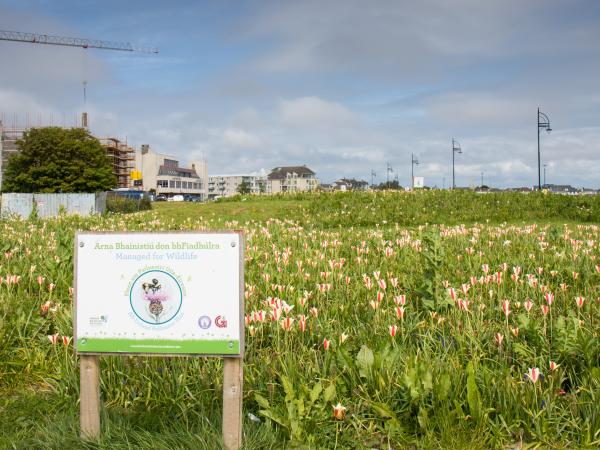 Flowers at the promenade